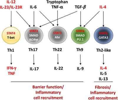 Effector T Helper Cell Subsets in Inflammatory Bowel Diseases